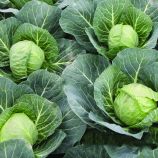 Капуста білоголова Соларіс F1 