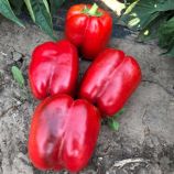 Перец сладкий Стрит F1