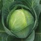 Капуста білоголова Епікур F1 
