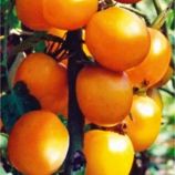 Томат Де барао помаранчевий 