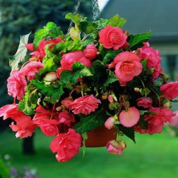 Бегонія Пінк (Pink) каскадна