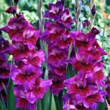 Гладіолус Велвет Айс (Velvet Eyes) 