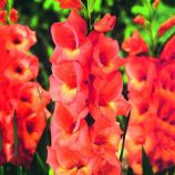 Гладиолус Джессика