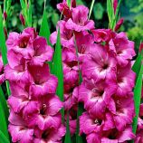 Гладіолус Фіделіо