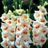 Гладіолус Фіорентіна