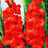 Гладиолус Виктор Борге