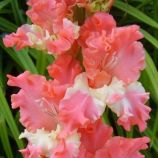 Гладиолус Фризлед Корал Лейс