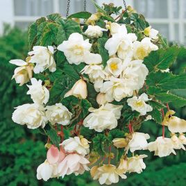 Бегонія каскадна Вайт (White) 