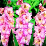 Гладіолус Прісцилла 