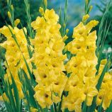 Гладіолус Нова Люкс 