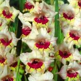 Гладиолус Саппоро