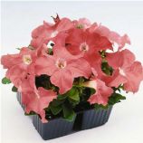 Петунія Лімбо лососева