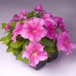 Петунія Лімбо рожева з прожилками