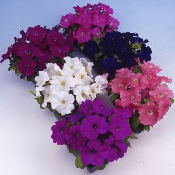 Петунія Мамбо суміш (мікс)