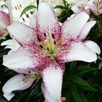 Лилия Свит заника (sweet zanica) 20/22 гибридная ЛА