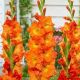 Гладиолус Ботсвана (Botswana) крупноцветковый