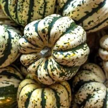 Гарбуз декоративний Солодкі Клецкі