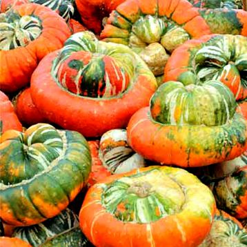 Гарбуз декоративний Турецький Тюрбан