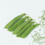 Горох овочевий вусатий Ідалго