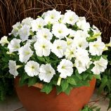 Петунія Пікобелла біла (вайт)