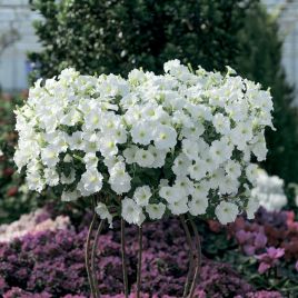 Петунія Рамблін біла (white)