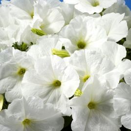 Петунія Селебрити біла (white)