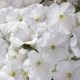 Петунія Селебрити біла (white)