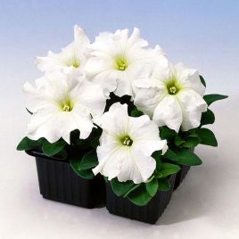 Петунія Танго біла (white)