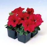 Петунія Танго червона (red)