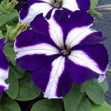Петуния Танго синяя звезда