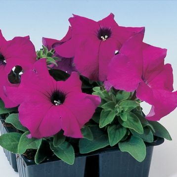 Петуния Танго фиолетовая (purple)