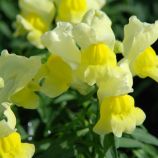 Антірінум Левячий зев Снеппі F1 жовтий