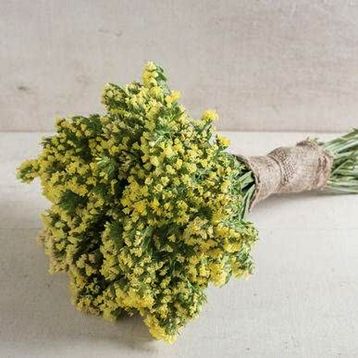 Статиця (лімоніум) Сікер лимонна 