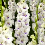 Гладиолус Хоум Коминг (Home Coming) крупноцветковый