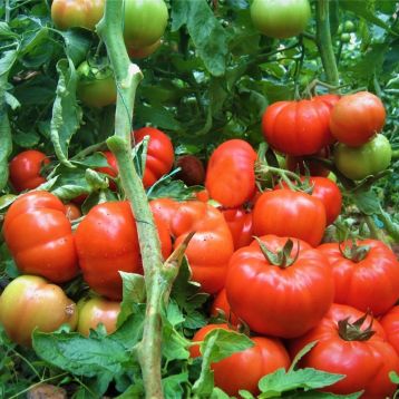 Томат Інарія F1