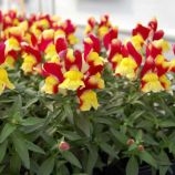 Антірінум Снеппі F1 червоно-жовтий