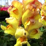 Антирринум (Львиный зев) Снеппи F1 персиковый 