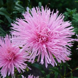 Айстра голчаста рожева (Pink)