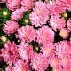 Айстра карликова рожева (Pink)
