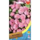 Айстра карликова рожева (Pink)