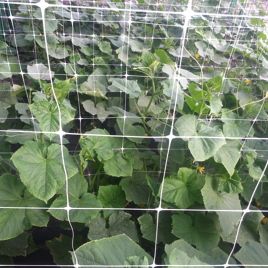 Сетка шпалерная Ортинет 170х150 мм белая