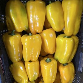 Перець солодкий Голден Імператор F1