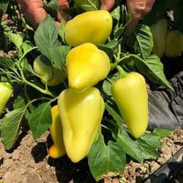 Перець солодкий Пілот