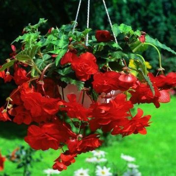 Бегонія каскадна Ред (Red) червона