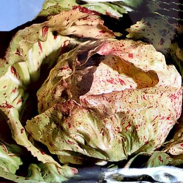 Цикорій салатний Радічіо Луція