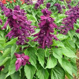 Сальвия блестящая Кампай Purple 