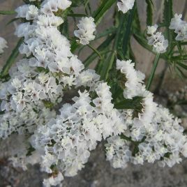 Статица Айсберг белая
