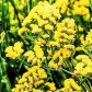 Лімоніум жовтий