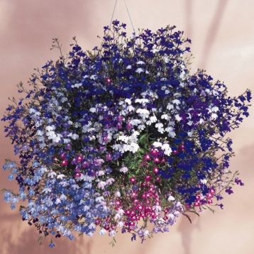 Лобелия ампельная смесь