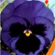 Фиалка Витрокка синяя (blue)